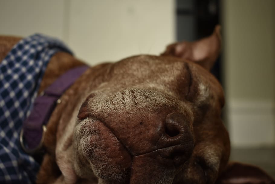 dog, sleep, sleeping, sleepy, pitbull, one animal, pets, canine HD wallpaper