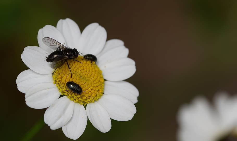 daisy, fly, yellow, beetle, black, white, flower, insect, nature, HD wallpaper