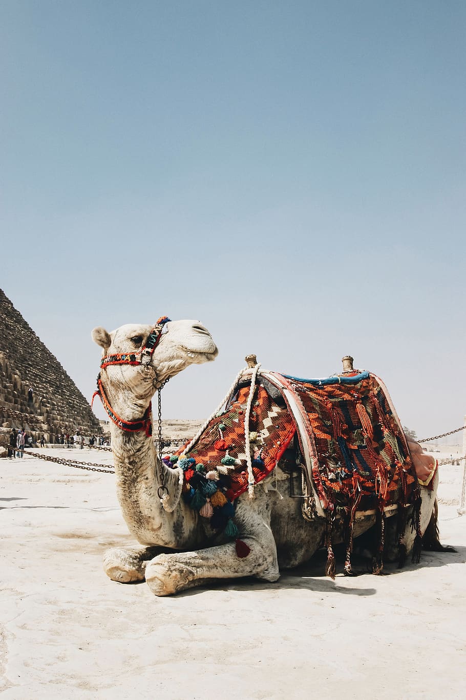 brown camel, mammal, sky, animal, domestic animals, pets, animal themes HD wallpaper