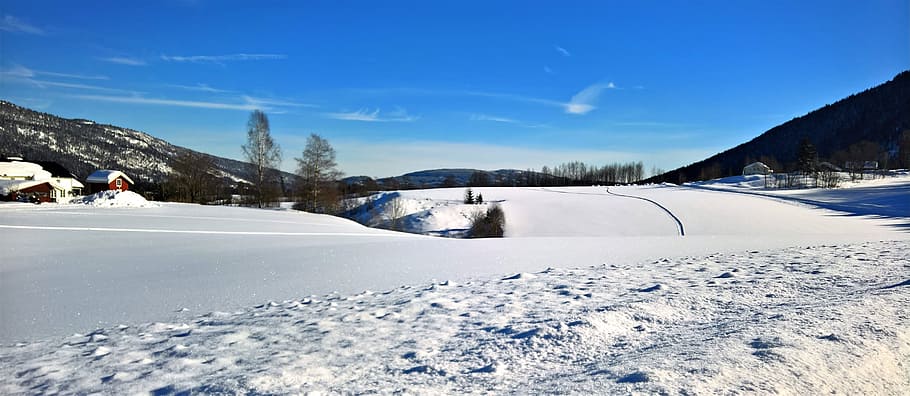 Photo of Snow Near Tress, cold, daylight, zing, frost, ice, nature HD wallpaper