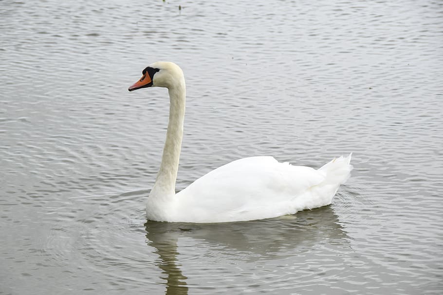 swan, bird, white, lake, animal, beautiful, nature, elegant HD wallpaper