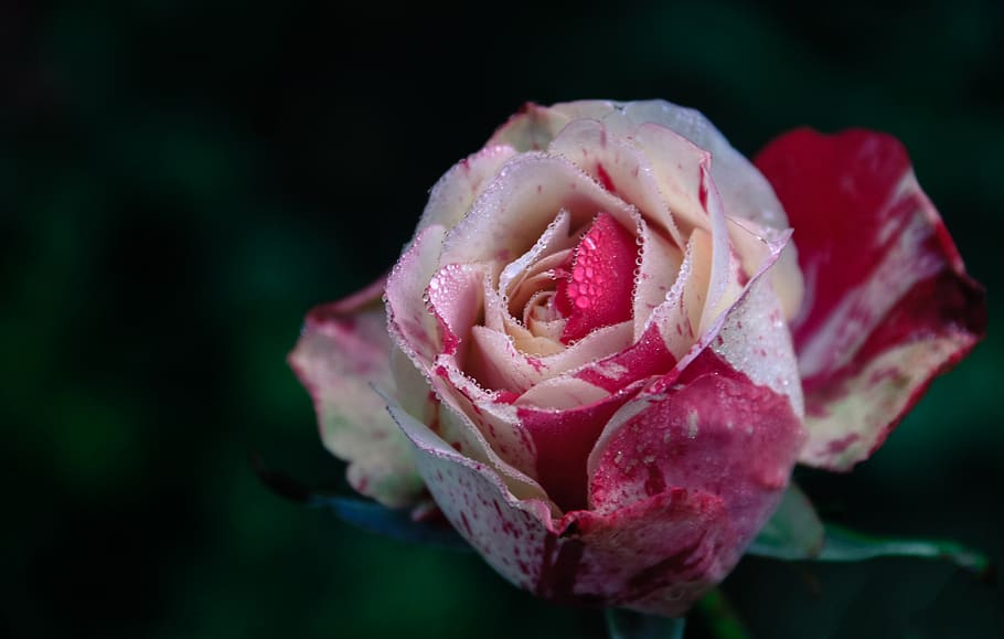 Closeup Photography of White and Pink Rose Flower, beautiful HD wallpaper