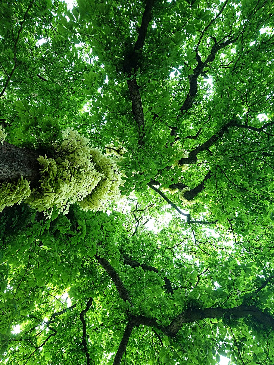 vegetation, plant, nature, tree, forest, outdoors, woodland HD wallpaper