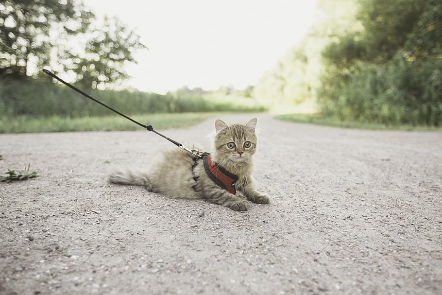 brown cat with harness on ground, animal, pet, adorable, netherlands HD wallpaper