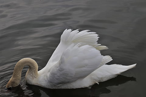 neck, diving, swan, white, feather, birds, the head in the water HD wallpaper