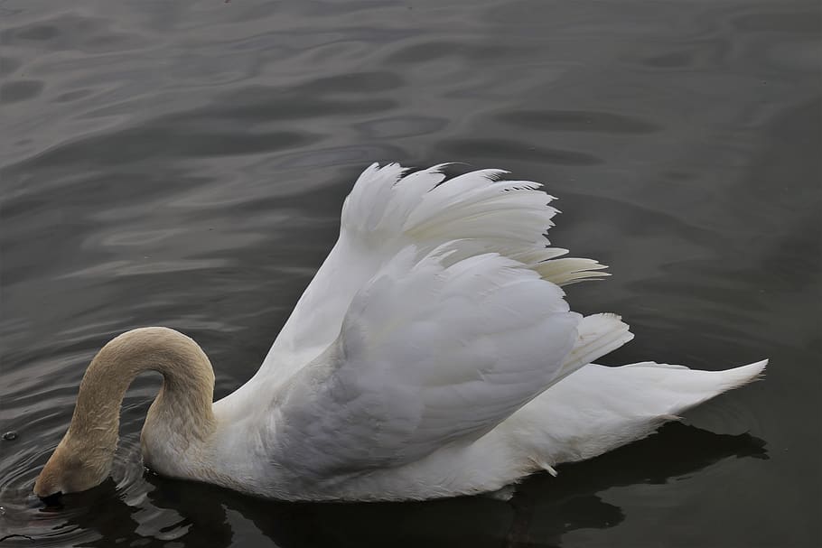 neck, diving, swan, white, feather, birds, the head in the water, HD wallpaper