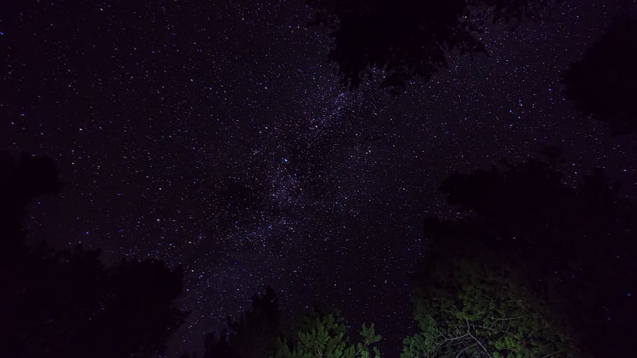 trees under stars, black, winfield, united states, night, outdoors HD wallpaper