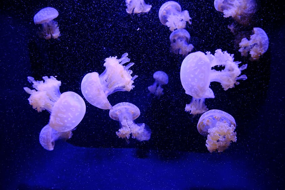 school of white jellyfish, invertebrate, animal, sea life, clam, HD wallpaper