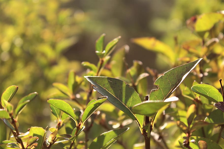 plant, backlight, sunset, bright, garden, leaves, branch, shine HD wallpaper