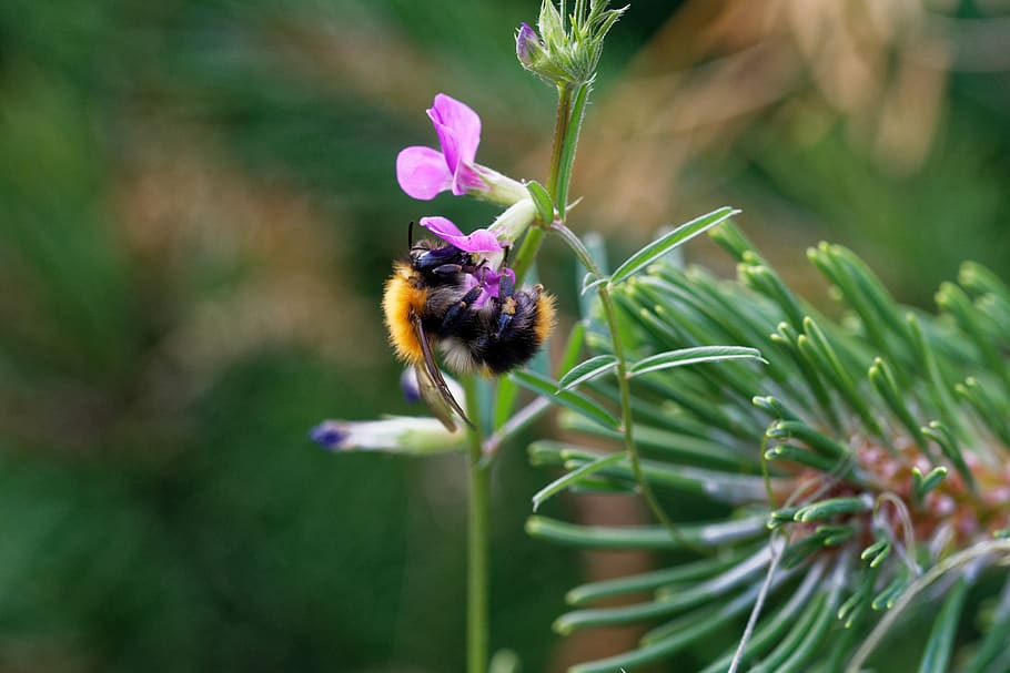 bee, blossom, bloom, insect, pollen, nature, spring, garden HD wallpaper