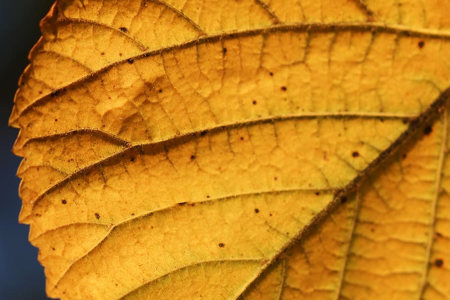 brown leaf, plant part, autumn, close-up, leaf vein, nature, yellow HD wallpaper