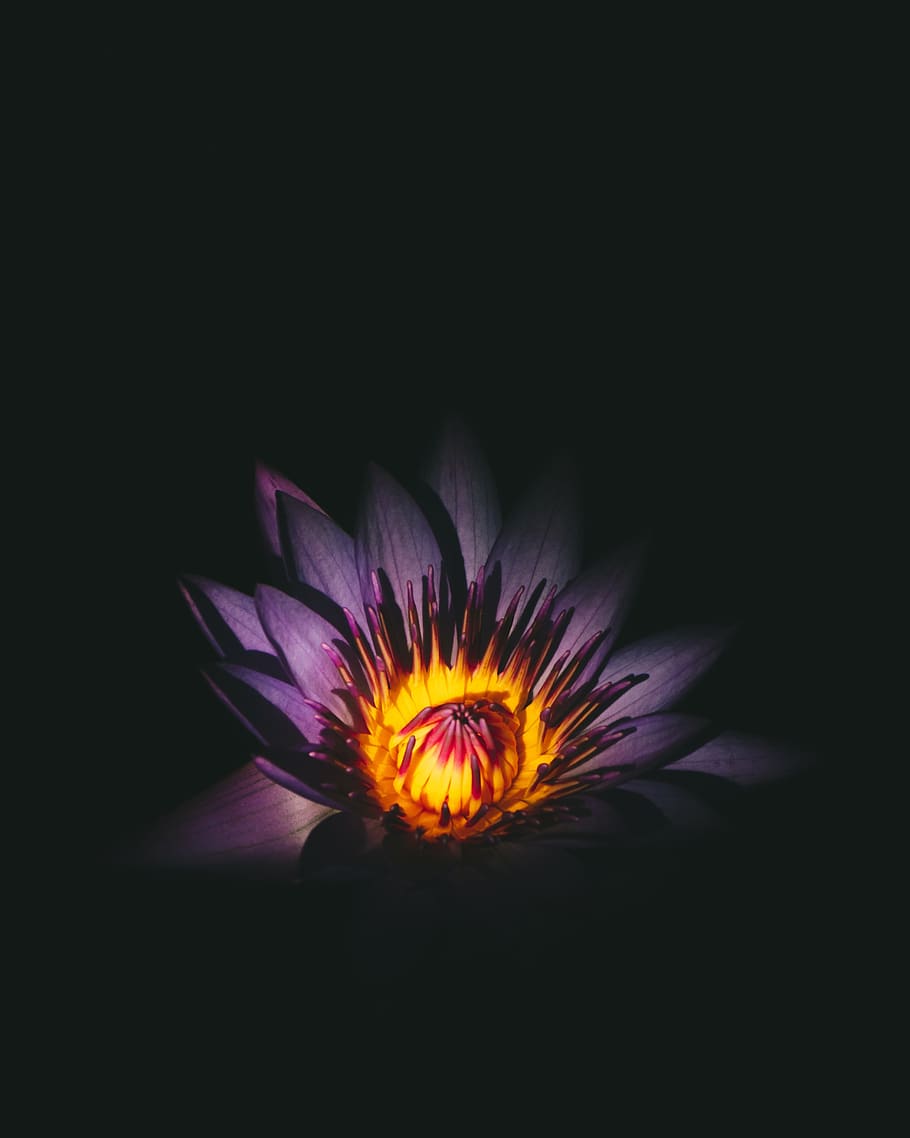 flower, light, petal, bloom, garden, plant, nature, autumn HD wallpaper