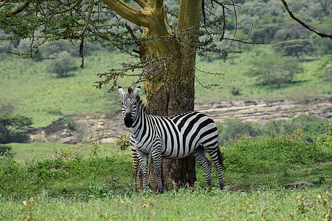 zebra standing near tree during daytime, wildlife, mammal, animal HD wallpaper