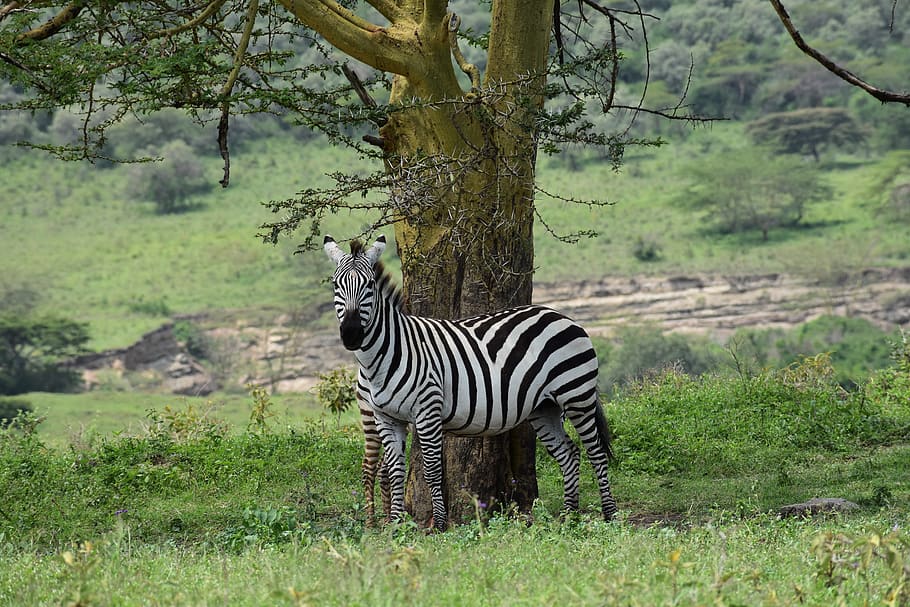 zebra standing near tree during daytime, wildlife, mammal, animal, HD wallpaper