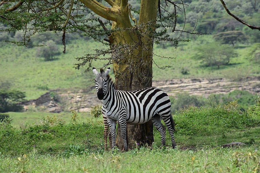 zebra standing near tree during daytime, wildlife, mammal, animal HD wallpaper