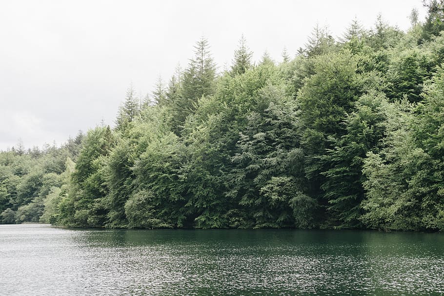 Forest lake in Denmark, background, beautiful, beauty, edge, environment HD wallpaper