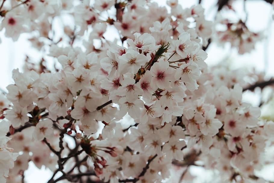 white cherry blossoms, flower, flowering plant, fragility, vulnerability HD wallpaper