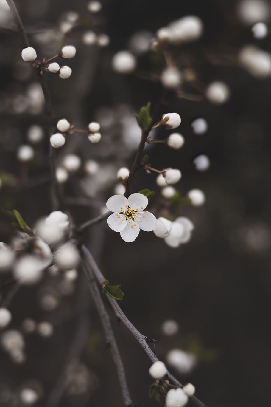 White Flowers, apple blossom, beautiful, blooming, blur, branch HD wallpaper