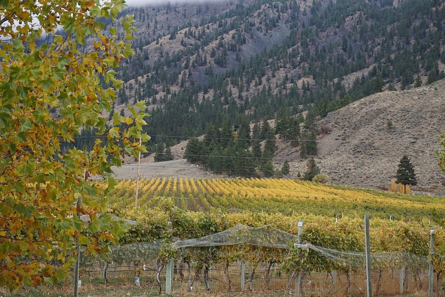 wine, wine making, osoyoos, vineyard, grapes, agriculture, nature HD wallpaper