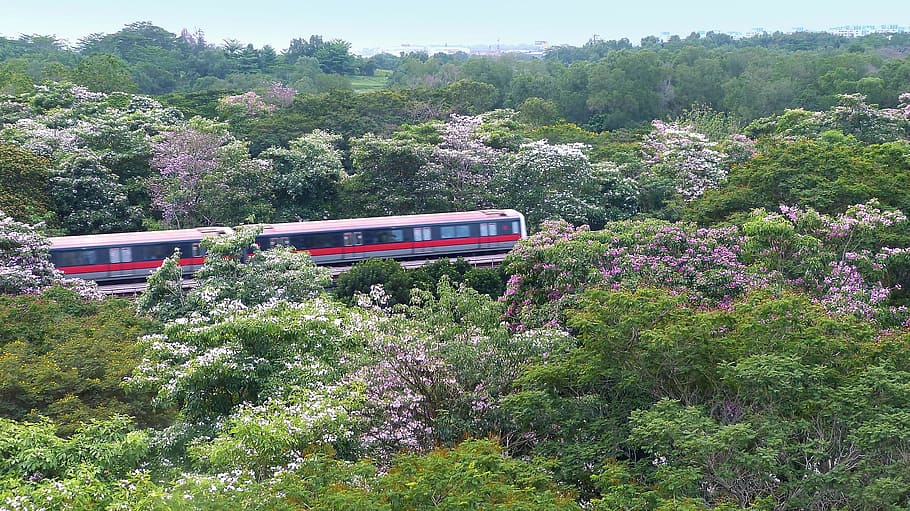 ride, train, track, journey, travel, flower, garden, tree, transport HD wallpaper