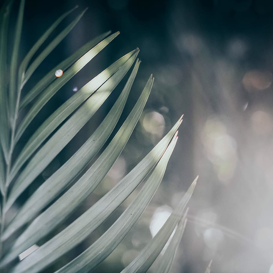 green leaf plant, close-up, growth, focus on foreground, nature HD wallpaper