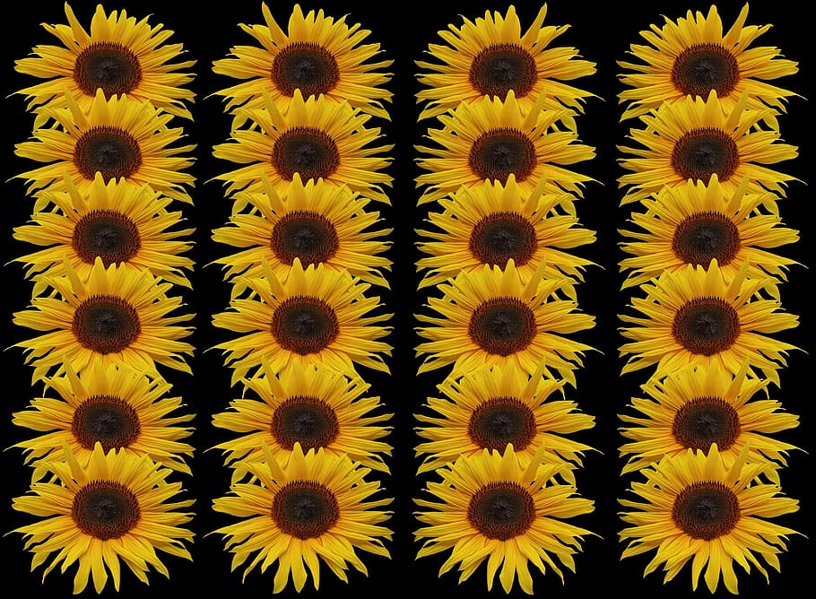 sun, sunflower, fresh, fragrance, garden, blooming, yellow HD wallpaper
