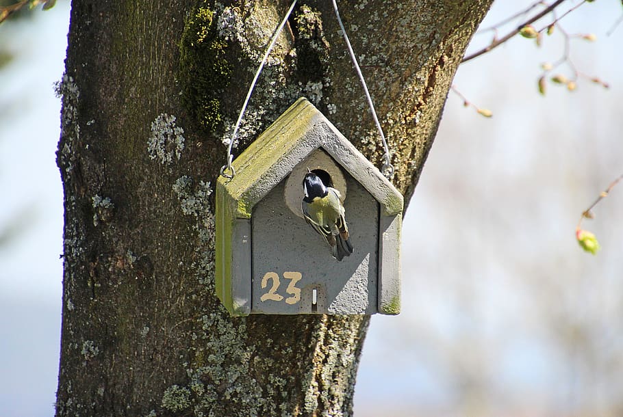 tit, bird, aviary, songbird, small bird, cute, wing, hold tight HD wallpaper