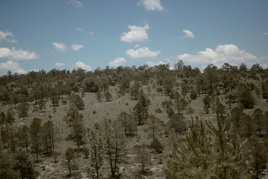 trees, forest, durango, mexico, mexican nature, roadtrip, awesome HD wallpaper