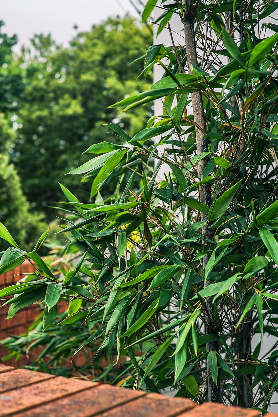 Selective Focus Photography of a Plant, blur, botanic, botanical HD wallpaper