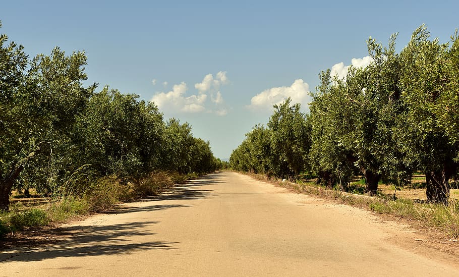avenue, trees, olive trees, mediterranean, plantation, olive plantation HD wallpaper