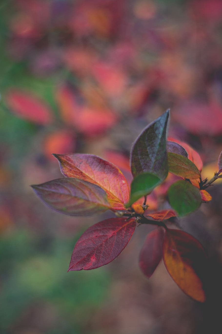 ukraine, kyiv, leaf, plant part, autumn, close-up, beauty in nature HD wallpaper