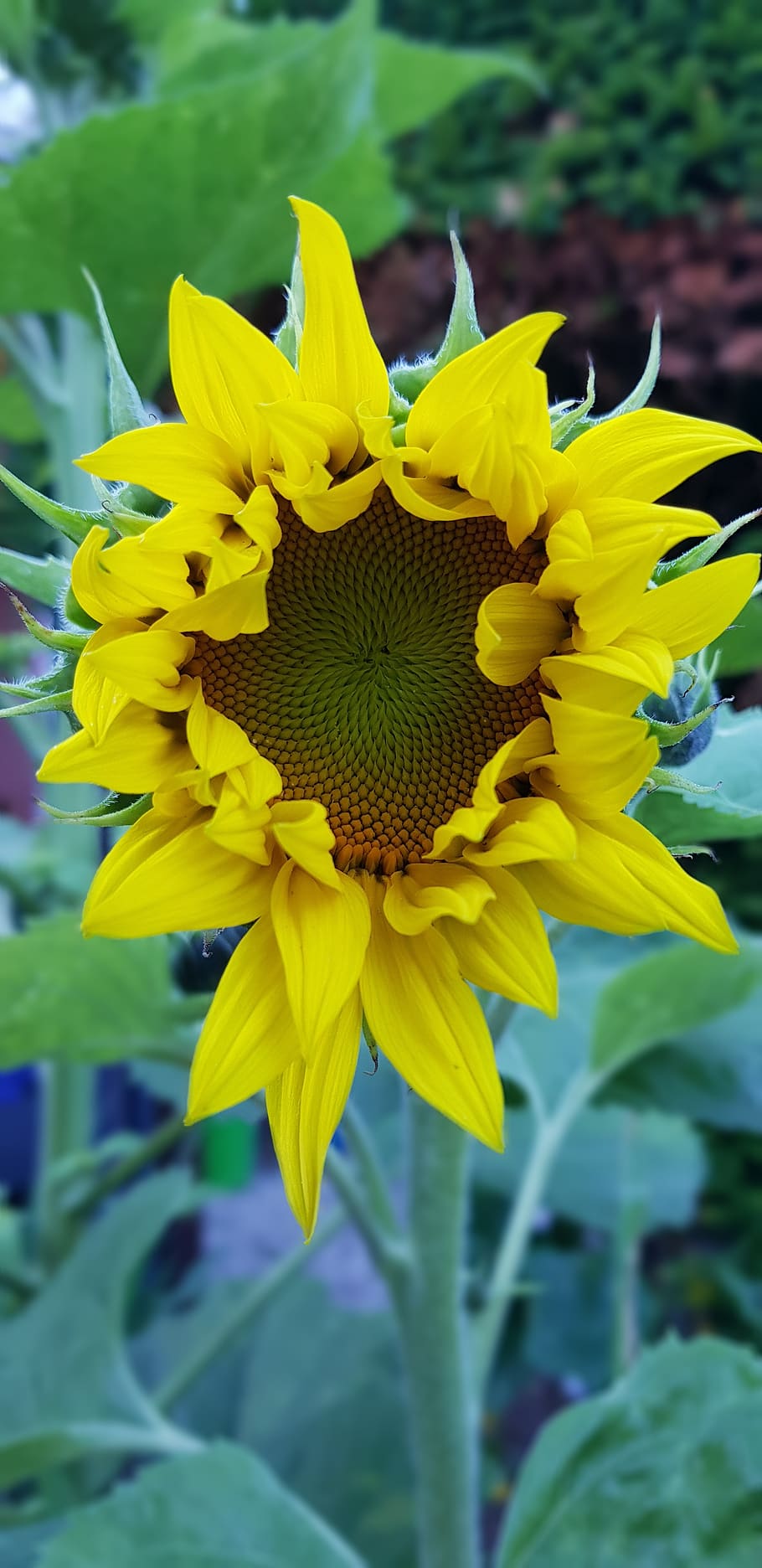sunflower, summer, blossom, bloom, nature, plant, leaf, garden HD wallpaper