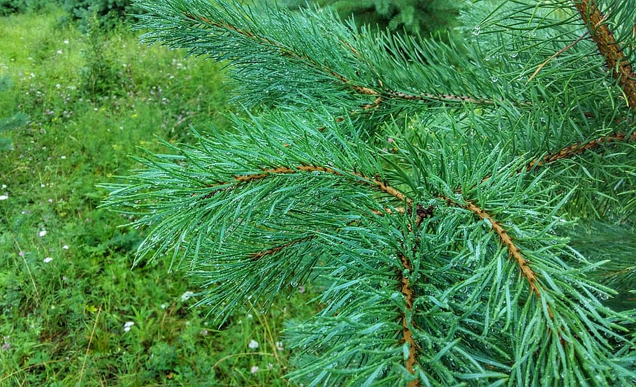 pine, green, forest, nature, tree, evergreen, forests, spruce HD wallpaper