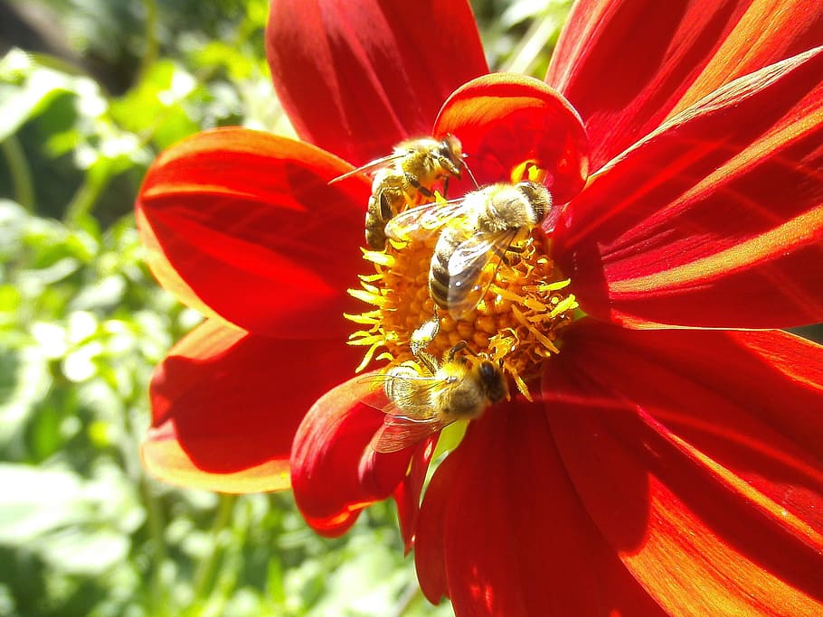 pollen, pollination, pollinating, honey, honeybee, animal, insect HD wallpaper