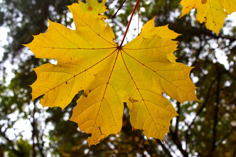 fall leaves, autumn, leaf, trist, nature, environment, season HD wallpaper