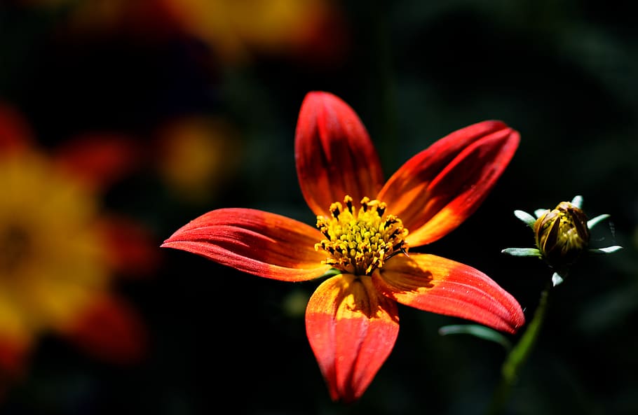 united states, sandpoint, flower, flowering plant, freshness HD wallpaper