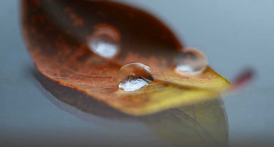 autumn, leaf, fall foliage, leaves, fall color, forest, nature HD wallpaper