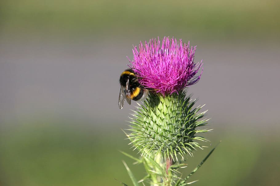 flower, hummel, blossom, bloom, close up, pink, summer, plant HD wallpaper