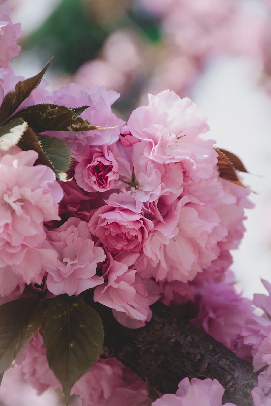 pink-petaled flower, flowering plant, pink color, beauty in nature HD wallpaper