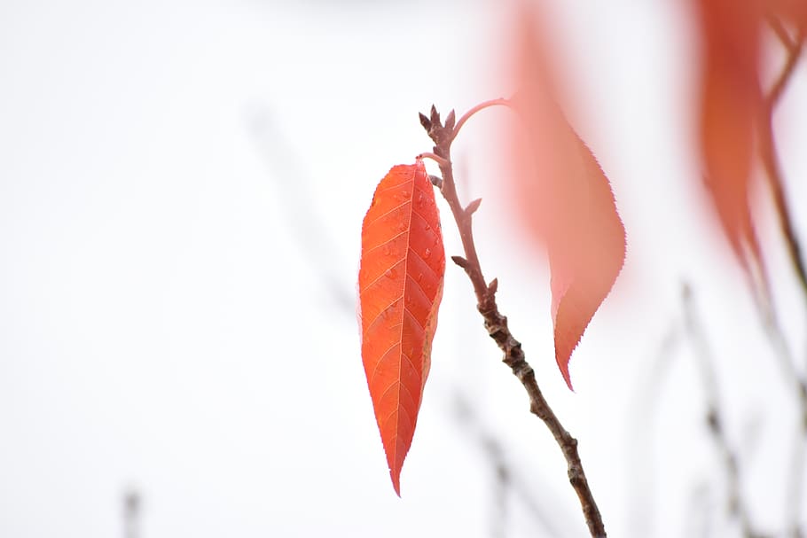spring, rain, droplets, drops, beautiful, leaf, close-up, focus on foreground HD wallpaper