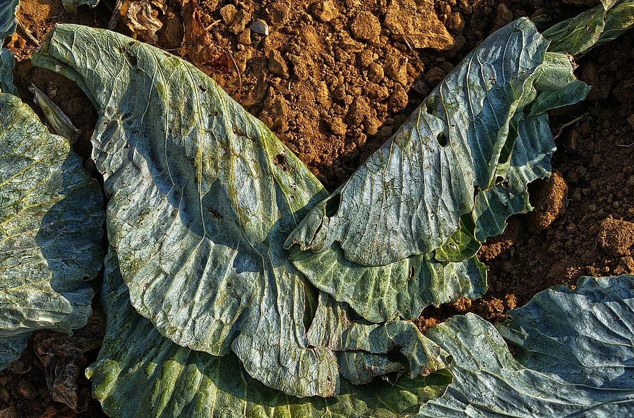 Hd Wallpaper Cabbage Leaf Harvested Autumn Morning Red Cabbage