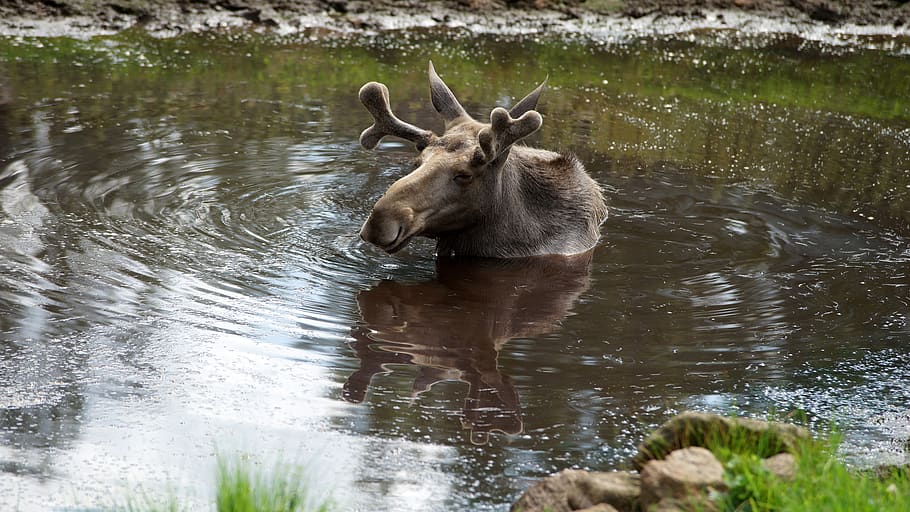 moose, animals, nature, wild, wilderness, animal world, water HD wallpaper