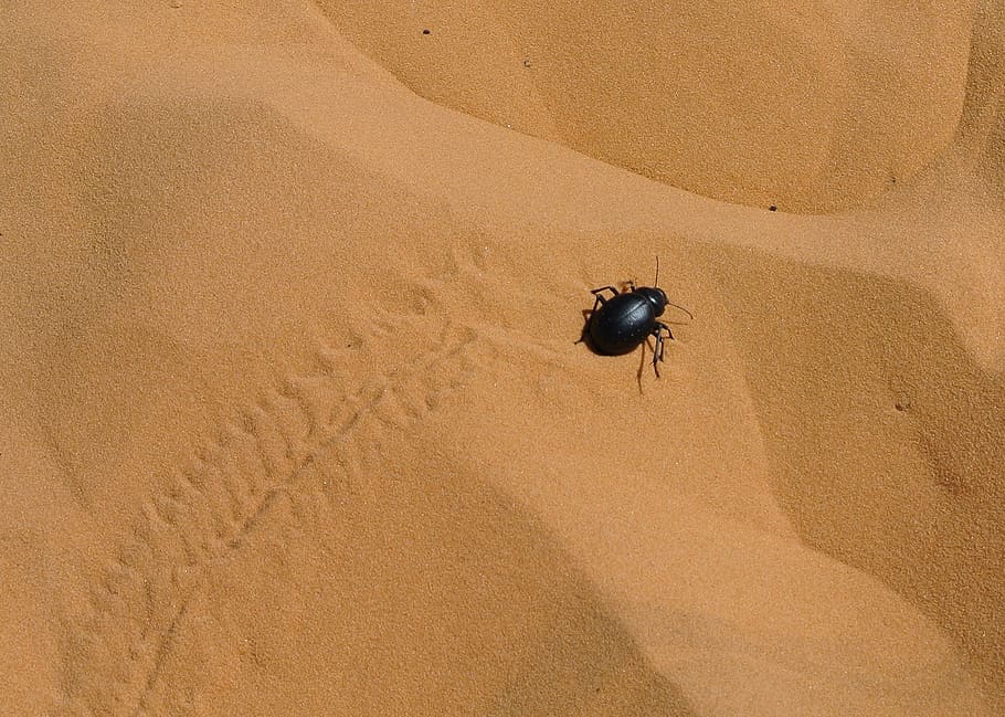 scarab, sahara, taghit, algeria, sand, land, animal wildlife, HD wallpaper