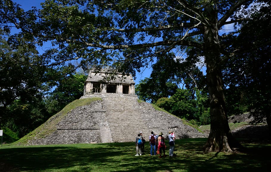 mexico, palenque, maya, pyramid, tree, plant, architecture HD wallpaper