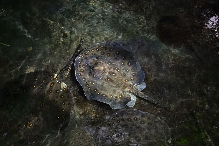 ray, rays, camouflage, underwater, fish, animal, sea, aquarium HD wallpaper