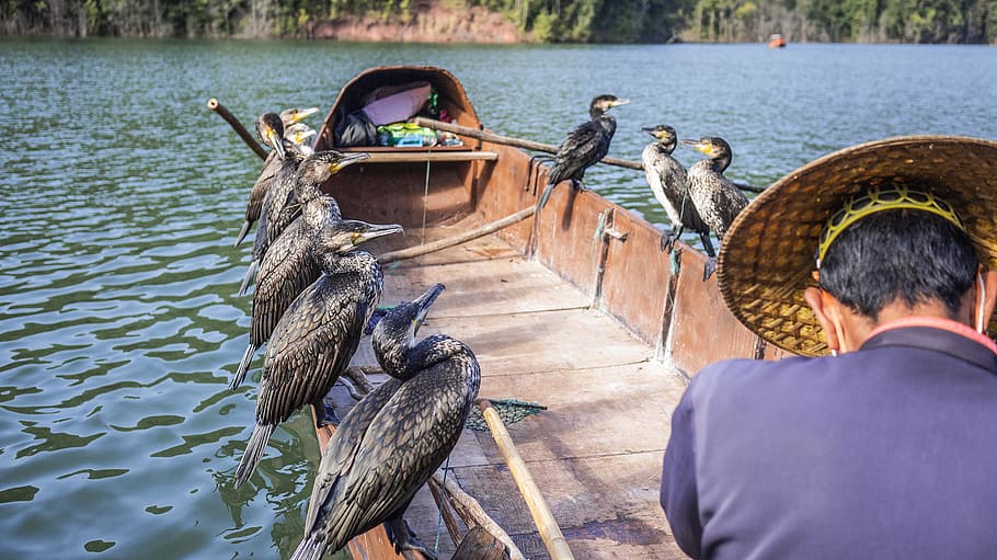 ducks perching on boat, water, vertebrate, animal wildlife, nautical vessel HD wallpaper