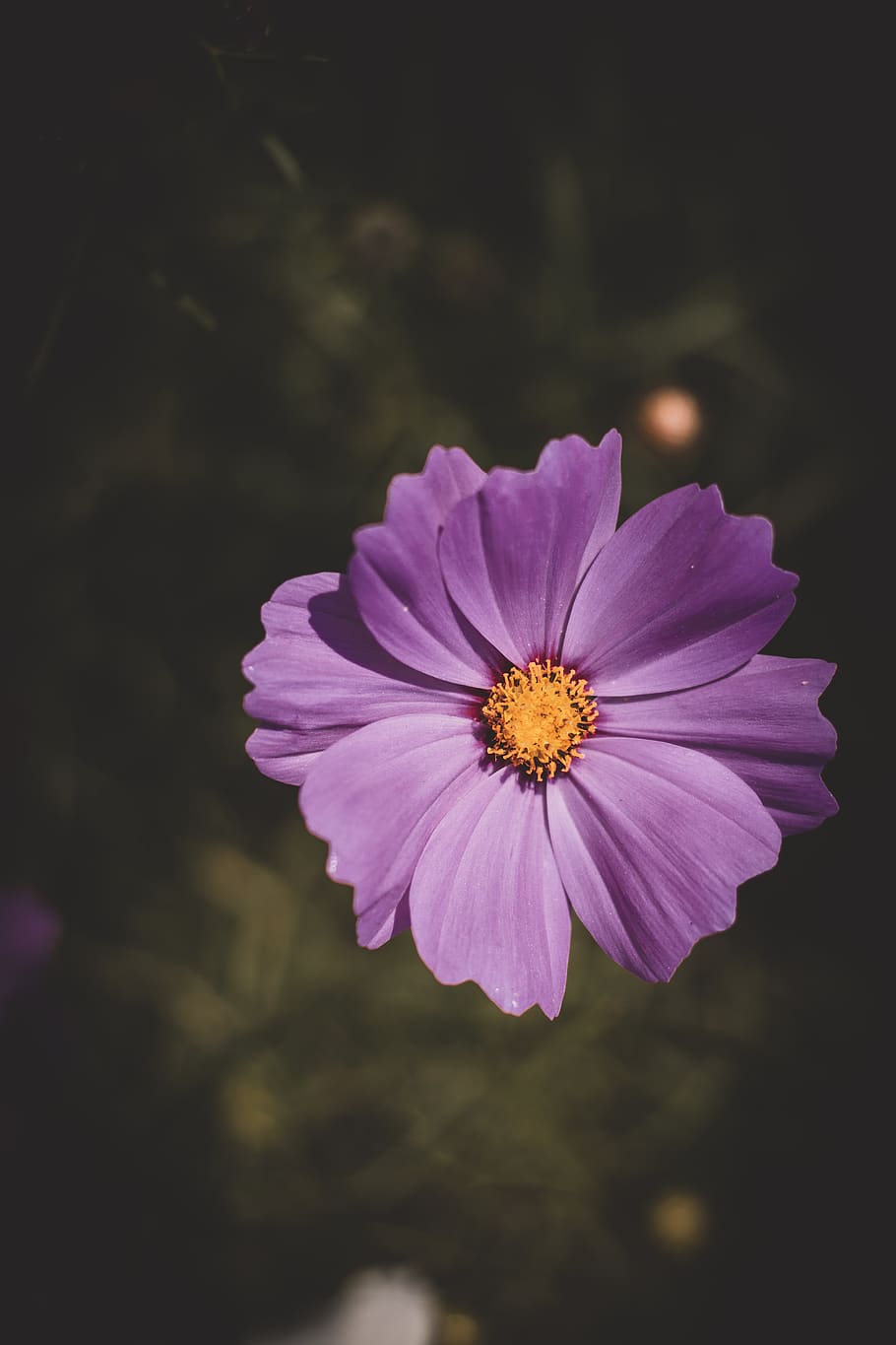 Daisy Flower, bloom, blossom, flora, macro, petals, plant, flowering plant HD wallpaper