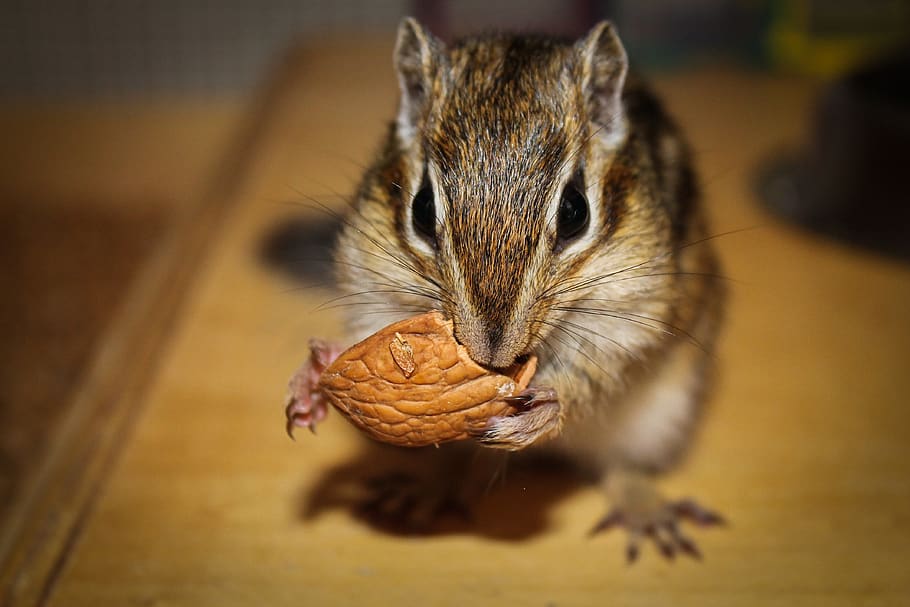 mammalia, rodent, small, nice, wild life, animalia, wood, squirrel HD wallpaper