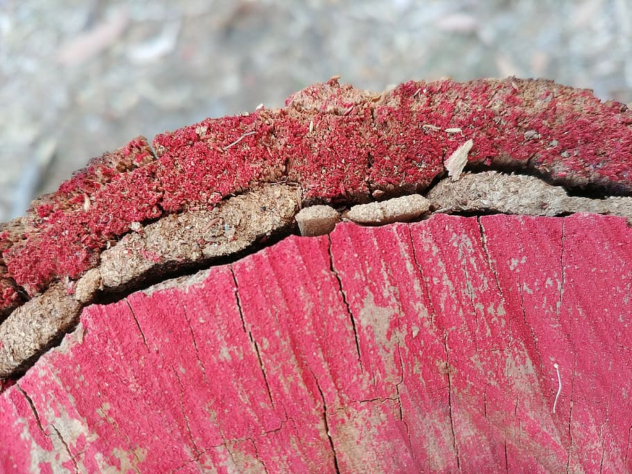 australia, berowra, red, tree stump, wood, close-up, day, textured HD wallpaper