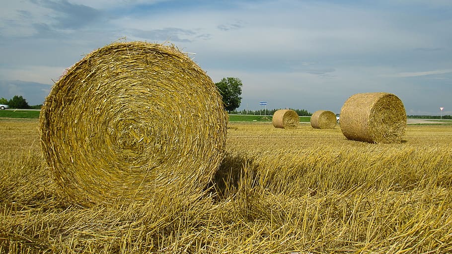summer, july, belarus, hay, bale, agriculture, field, land
